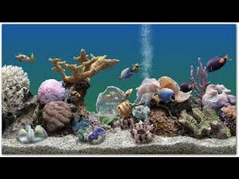 coral reef video screensaver for mac